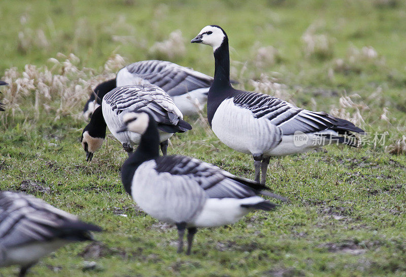 藤壶鹅(Branta leucopsis)